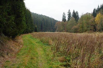 údolí Kosího potoka nad Křínovem