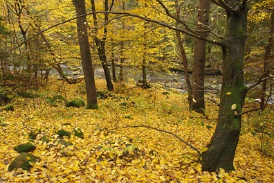 žluté listy, stromy