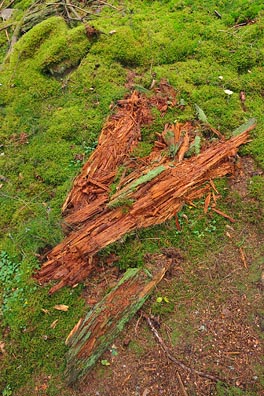 rozpadajícíse dřevo na mechu