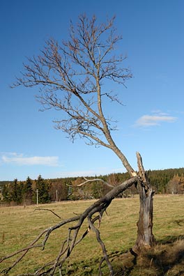 zlomený strom