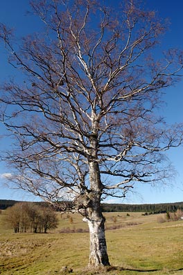 bříza