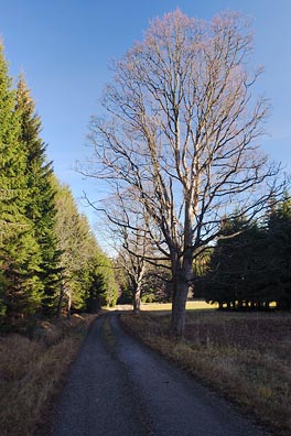 cesta, strom