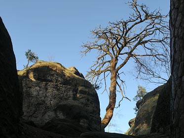 osvícený strom