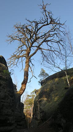 osvícený strom