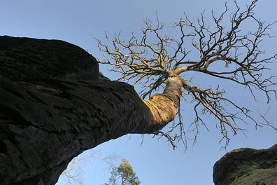 osvícený strom