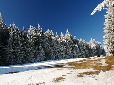 omrzlé stromy, sjezdovka