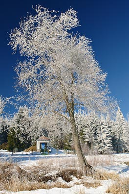omrzlý strom