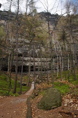 skalní stěna v lese