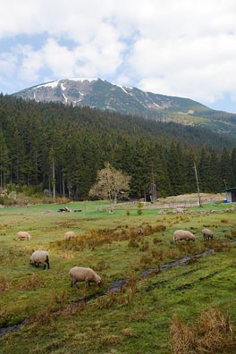 Obří důl, Studniční hora, ovce