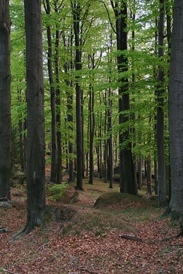 bukový les