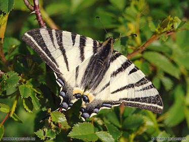 motýl Otakárek ovocný