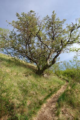 pěšina, strom