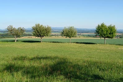 krajina, stromy