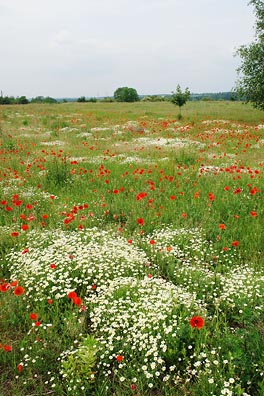 květiny