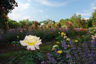 květiny v Petřínském parku