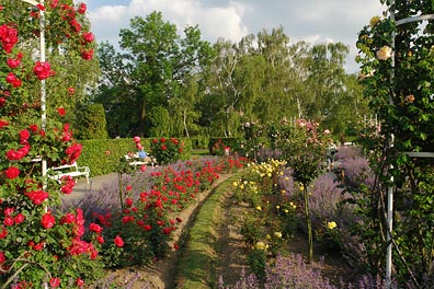 růže v Petřínském parku