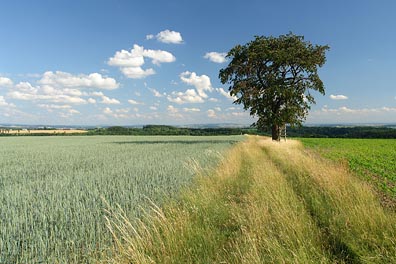 krajina, strom