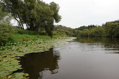 Berounka, blatouchy pod Telínem