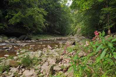 Jizera, kytka nad Podspálovem