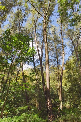 stromy v lese