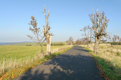 silnice, stromy u vrchu Nad Křížkem