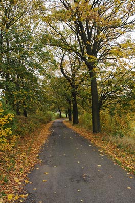 cesta, stromy, listí