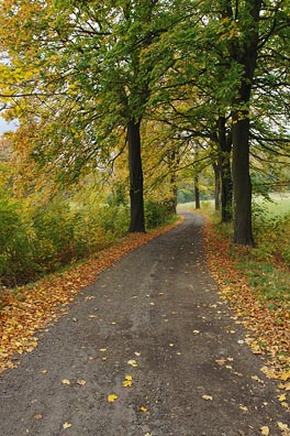 cesta, stromy, listí
