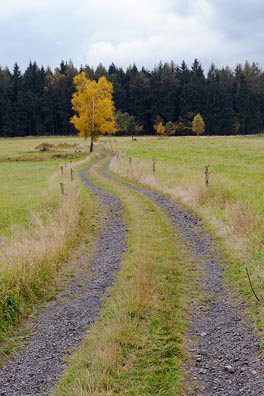 klikatá cesta, strom