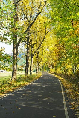 silnice, zbarvené stromy