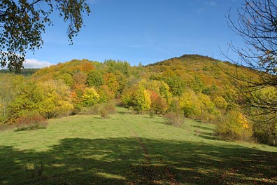 louka, zbarvený les