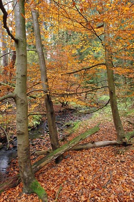 zbarvené stromy, listí