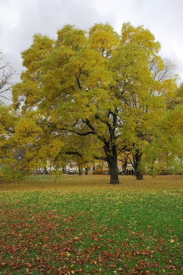 podzim na Kampě, strom