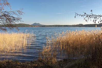 Máchovo jezero, rákos