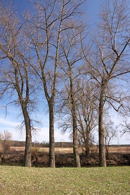 4 stromy