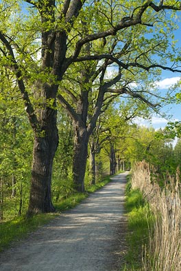 cesta, stromy