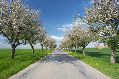 silnice, rozkvetlé stromy