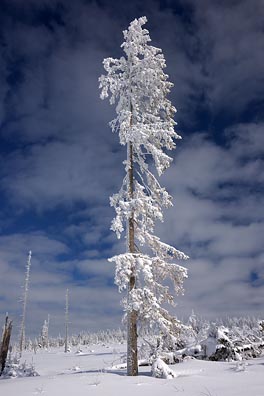 omrzlý strom