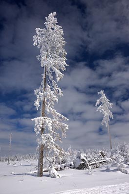 omrzlé stromy