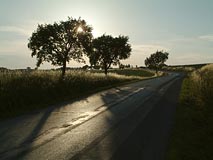 stromy u silnice, slunce