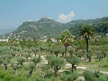palmy, vesnice na kopci