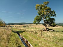 strom, Blatenský přikop u Rýžovny