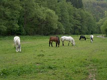 koně, pastvina