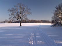 strom, lyžařská stopa