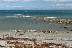 tučňáci u moře