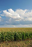 kukuřičné pole, mraky