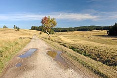 cesta, údoli Rolavy u Chaloupek