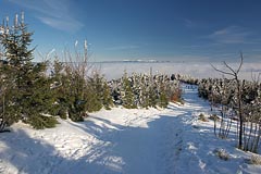 cesta, les, Krkonoše