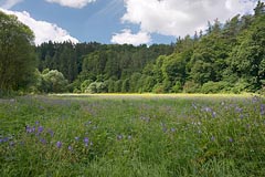 louka v údolí Rakovnického potoka