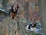 psi v lese