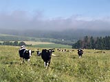 krávy na pastvě